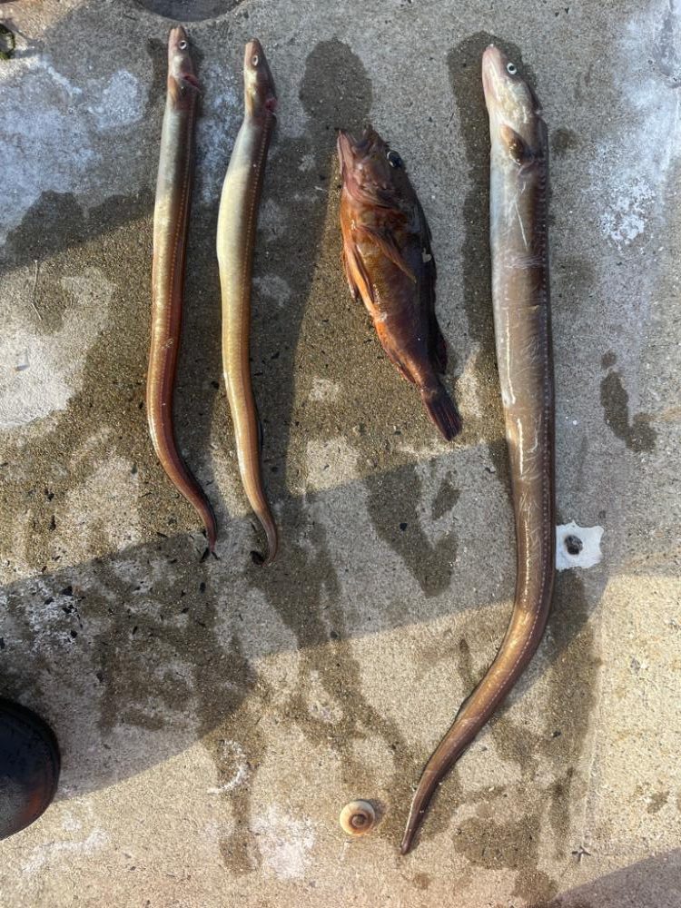 夜中のアナゴ釣り