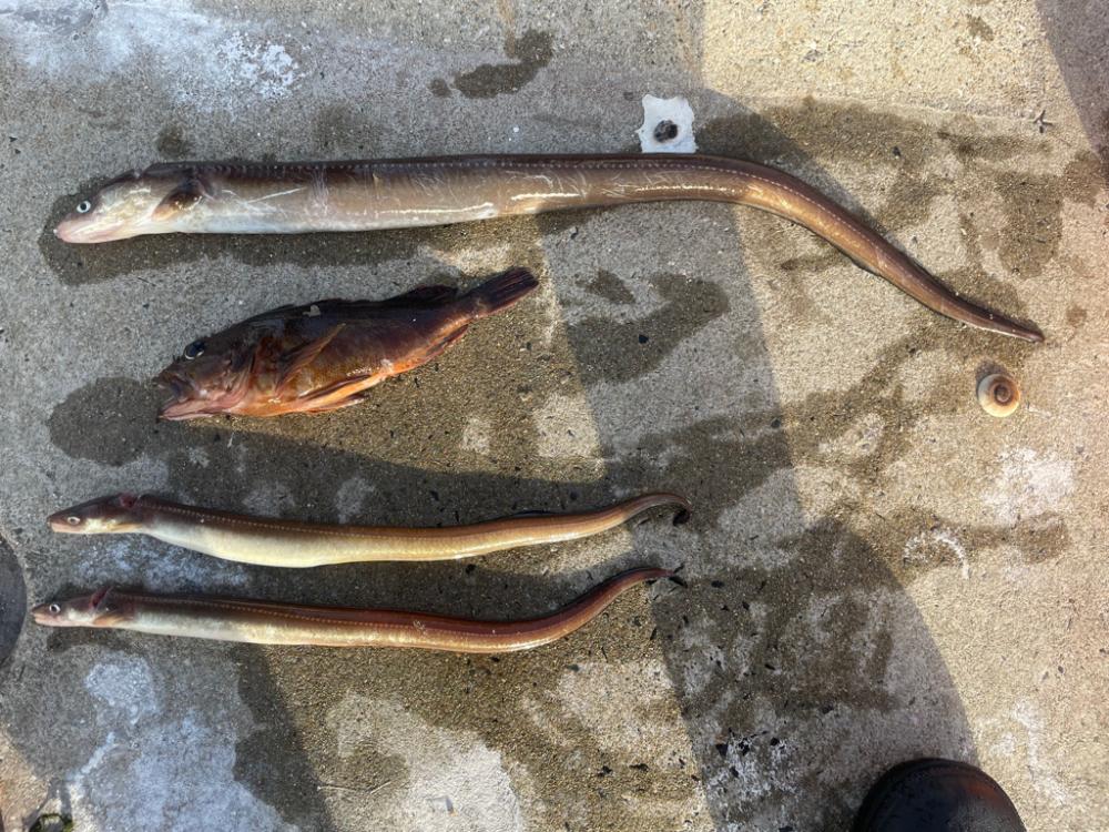 夜中のアナゴ釣り