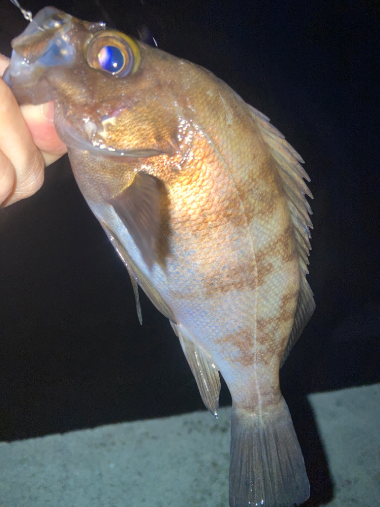 2023ライトゲーム第14戦