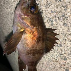 メバル35＋ガッシー