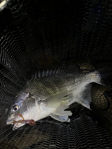 約２ヶ月ぶりに！