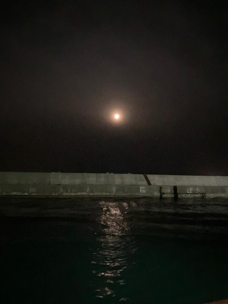 シーズン終盤のヤリイカ