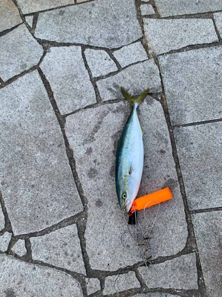 逃した魚は。。