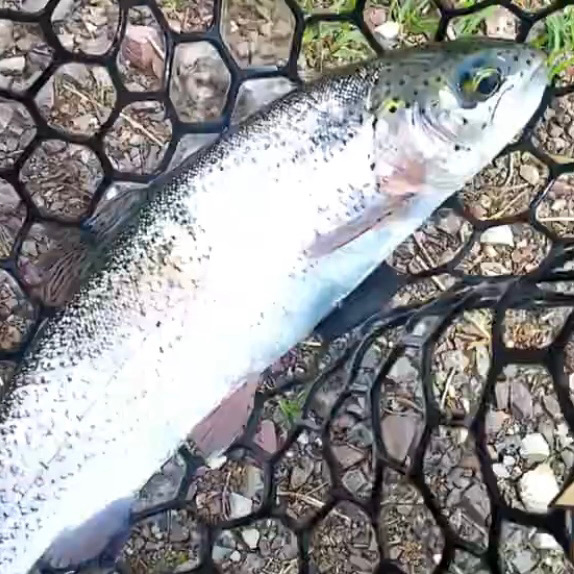 お昼からエリアトラウト