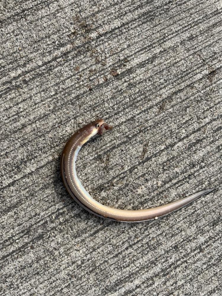 朝の四日市ライトゲーム