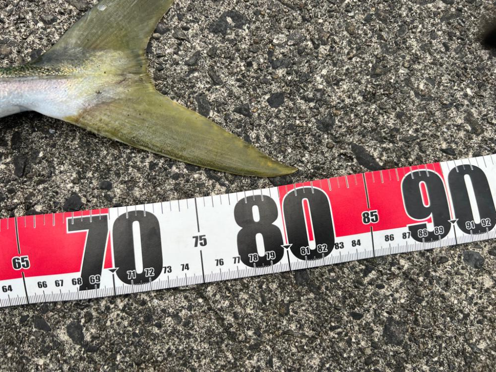 ポッパー丸呑み！連日のブリ！