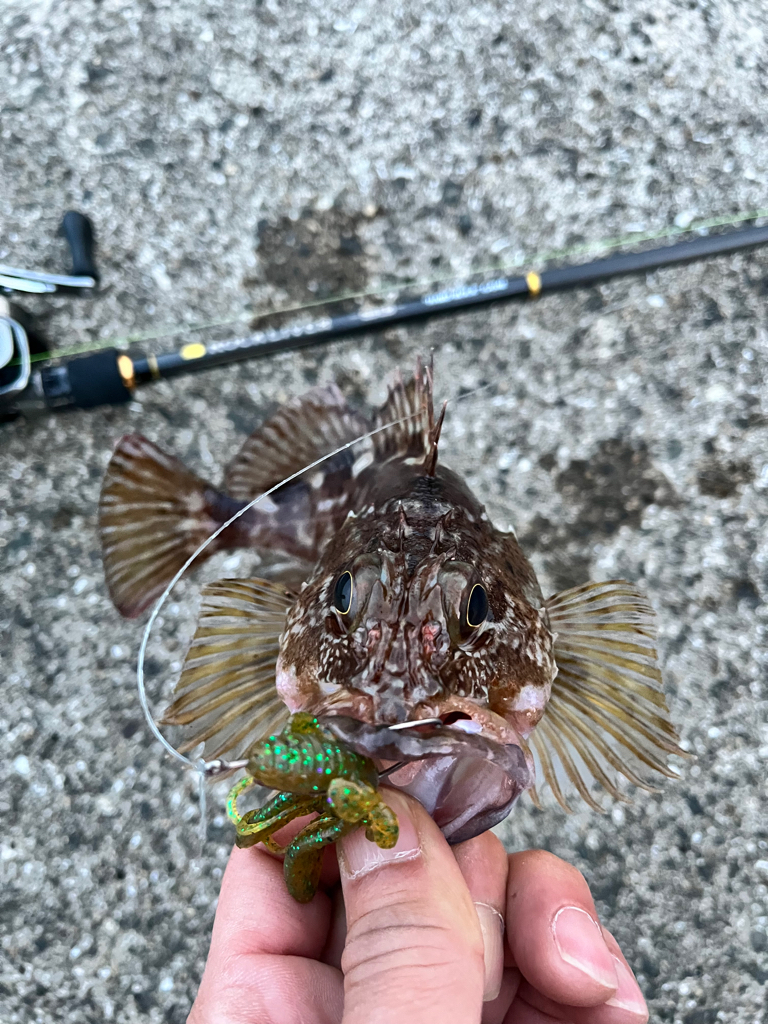 今シーズン初アコウ