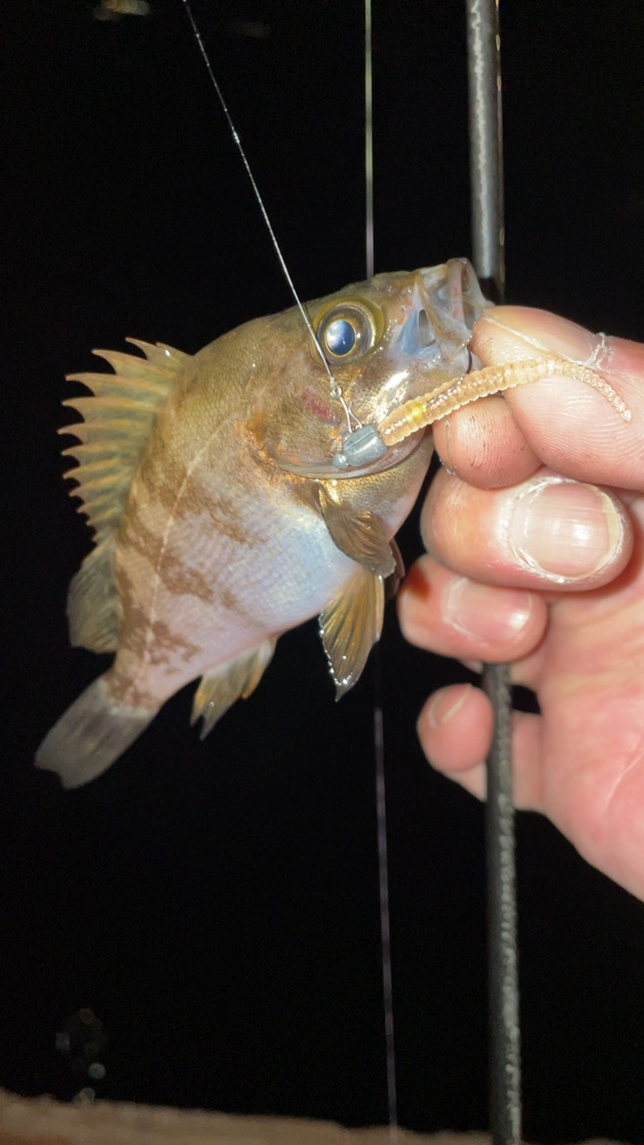 爆風メバリング