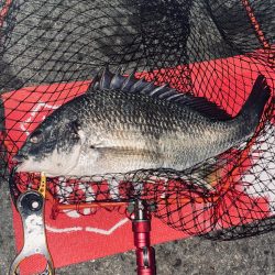 ヘチってきました