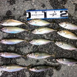 癒しのアジング