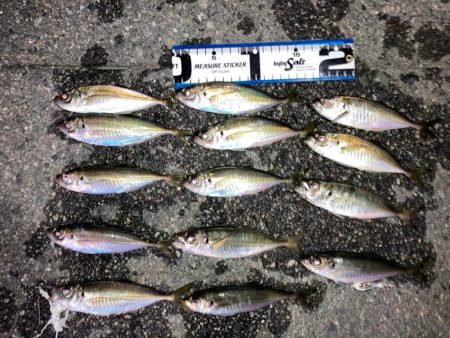 癒しのアジング