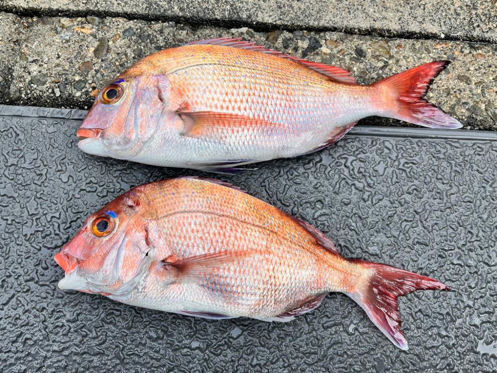 なんとか真鯛ゲット