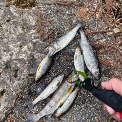 名水まつりのアマゴ釣り