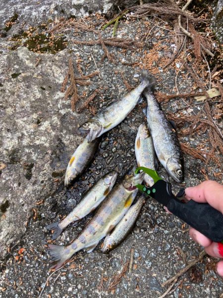 名水まつりのアマゴ釣り