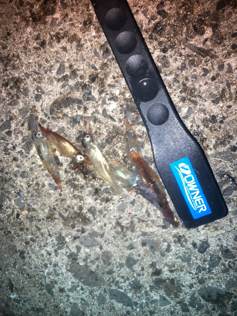 メバルプラッギング