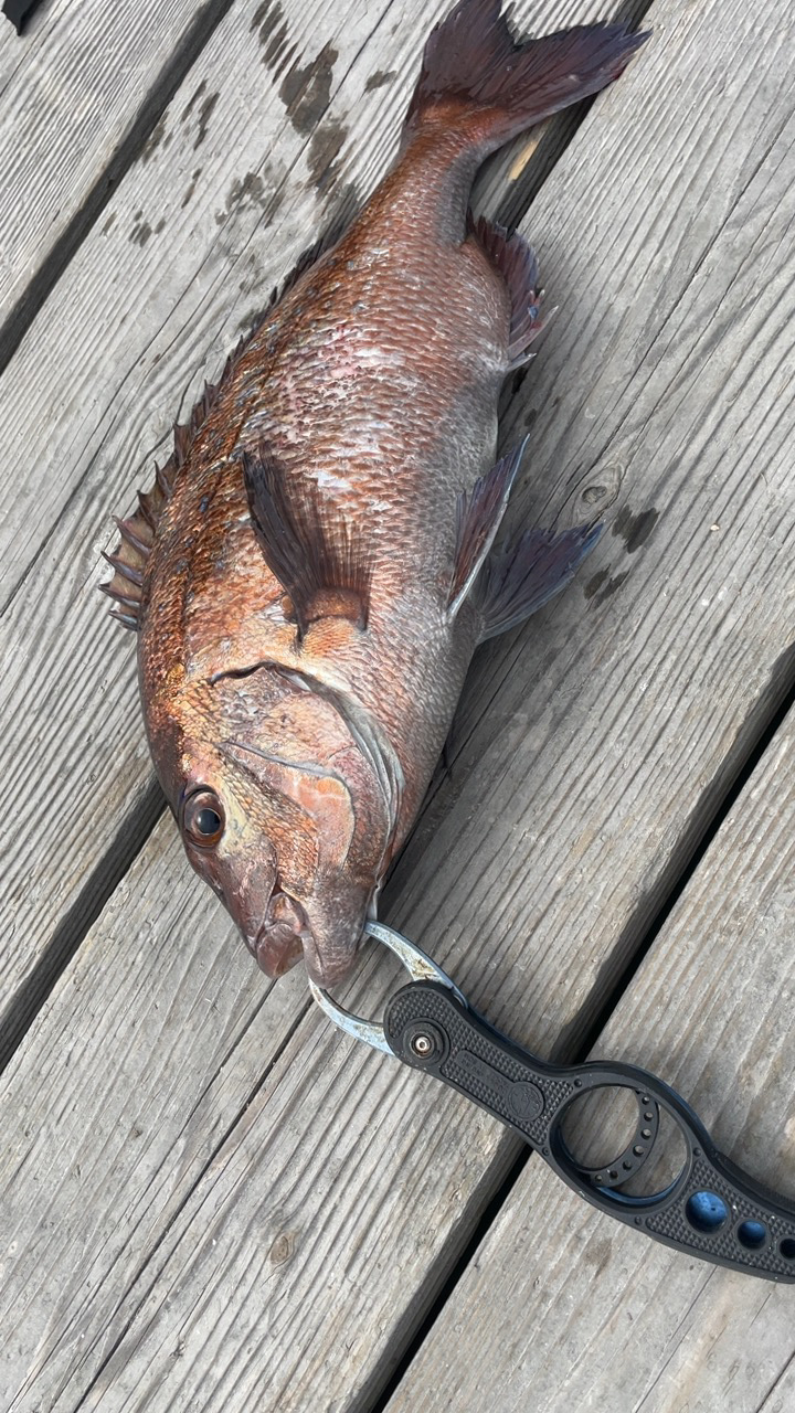 海の釣り堀海恵でクーラーフル満タン！
