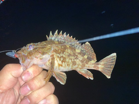 今年初の沖堤は・・・