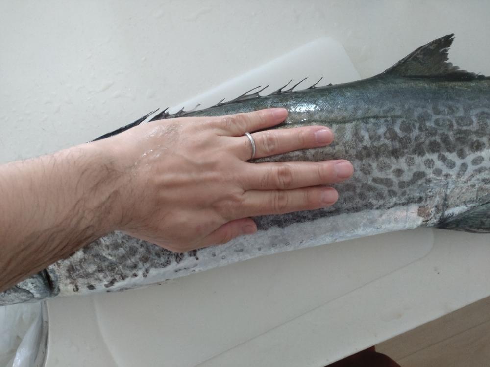 ショアで春鰆‼️