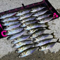 爆風でも豆アジ入れ食い！Mozuエリオンが最強！！