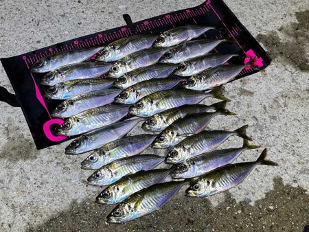 爆風でも豆アジ入れ食い！Mozuエリオンが…