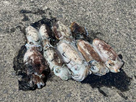 もぐもぐサーチにキビナゴ巻いてコウイカ爆釣…