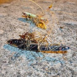 清掃活動：ブリ?