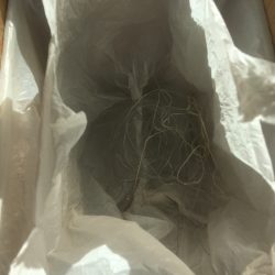 清掃活動：ヘチでチヌ、ブリは不発