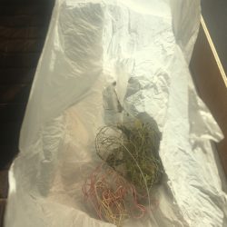 清掃活動：なんとか、チヌ。