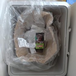 清掃活動：今年初シーバス！