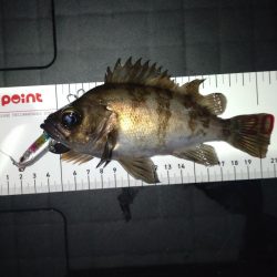 ダイソーって優秀なのでは!?