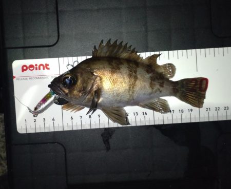 ダイソーって優秀なのでは!?