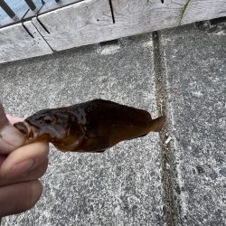 カレイはどこにいるの？