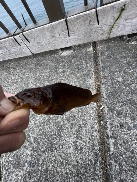 カレイはどこにいるの？