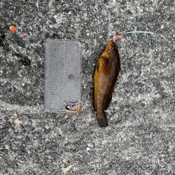 カレイはどこにいるの？