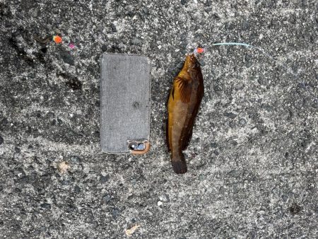 カレイはどこにいるの？