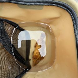 カレイはどこにいるの？