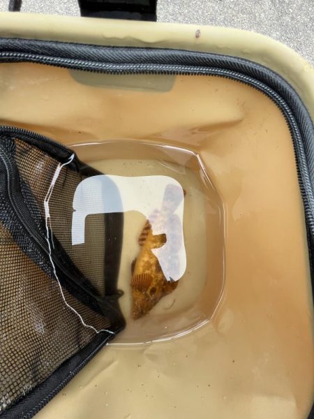 カレイはどこにいるの？