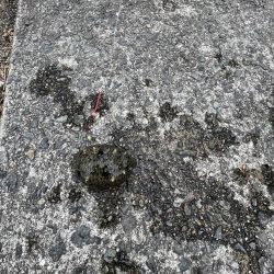 カレイはどこにいるの？