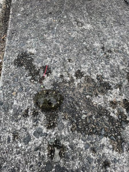 カレイはどこにいるの？