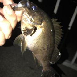 メバルウキ釣り