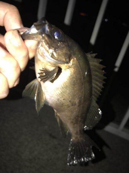 メバルウキ釣り