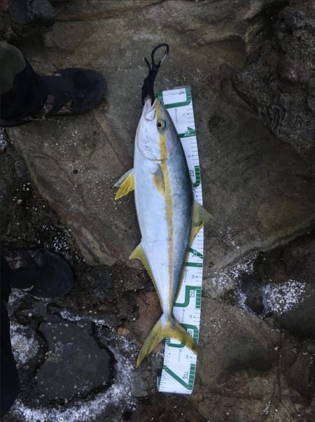 つっつっつっ遂にヒラマサ！！！