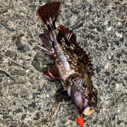 癒やしのガシラ