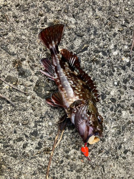 癒やしのガシラ