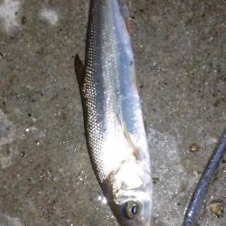 小物釣り