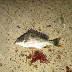 今年初のキビレ(何とか1匹)