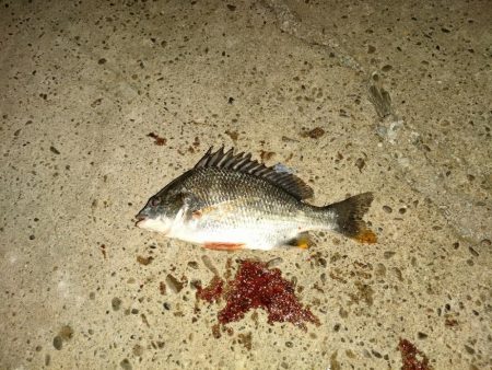 今年初のキビレ(何とか1匹)