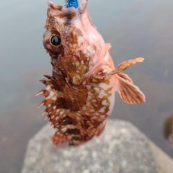 アコウの調査（ガッシーは好調）