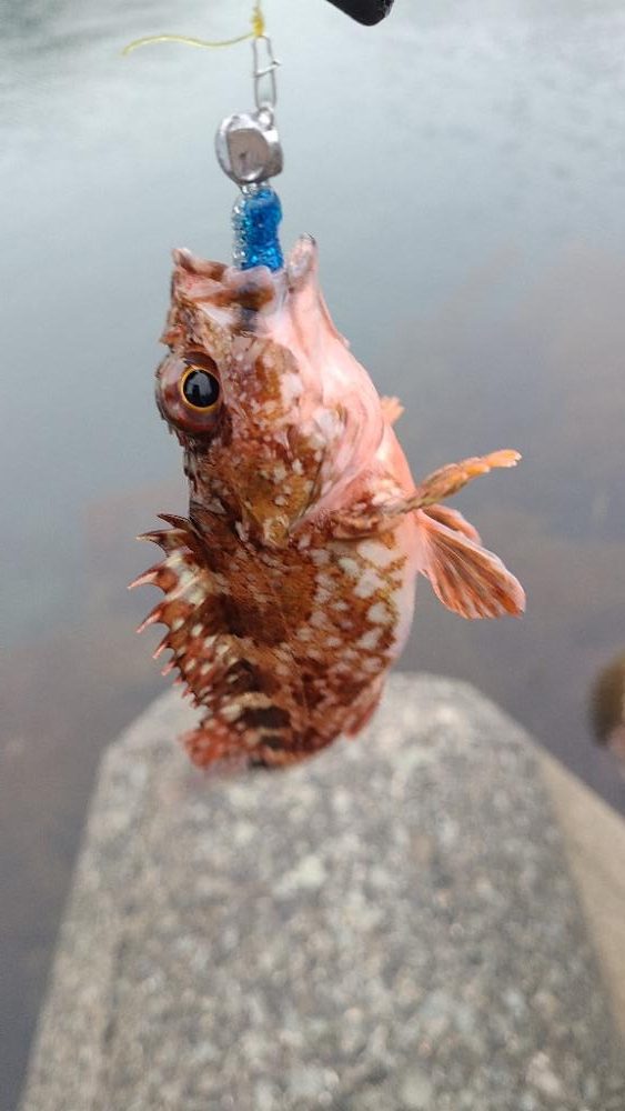 アコウの調査(ガッシーは好調)