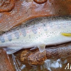 ブドウムシで良型連発!